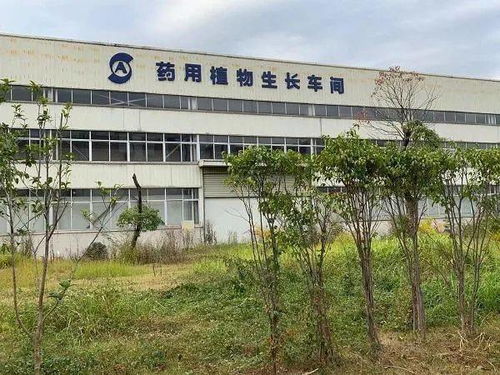 中国植物工厂积极探索盈利之路