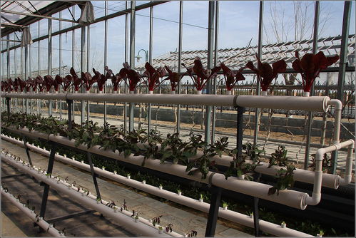 玻璃温室农业观光园都有哪些农业设施